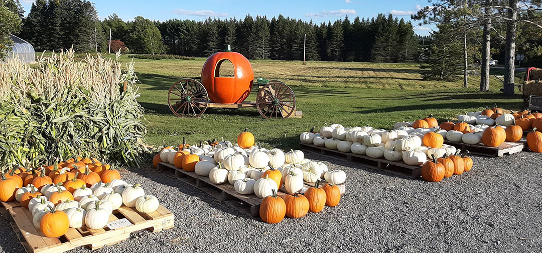 McElwain Strawberry Farm